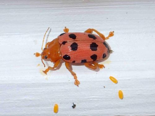 Réf. 207 883 : Podontia quatuordecimpunctata